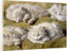 Studies of a Long-haired White Cat by Henriette Ronner-Knip