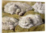 Studies of a Long-haired White Cat by Henriette Ronner-Knip