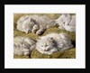Studies of a Long-haired White Cat by Henriette Ronner-Knip