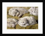 Studies of a Long-haired White Cat by Henriette Ronner-Knip