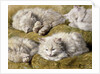 Studies of a Long-haired White Cat by Henriette Ronner-Knip