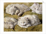 Studies of a Long-haired White Cat by Henriette Ronner-Knip