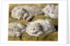 Studies of a Long-haired White Cat by Henriette Ronner-Knip