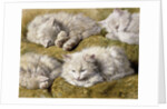 Studies of a Long-haired White Cat by Henriette Ronner-Knip