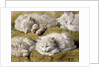 Studies of a Long-haired White Cat by Henriette Ronner-Knip