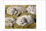 Studies of a Long-haired White Cat by Henriette Ronner-Knip