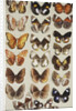 Twenty-two butterflies in three columns, all belonging to the family Nymphalidae by Marian Ellis Rowan