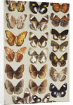 Twenty-two butterflies in three columns, all belonging to the family Nymphalidae by Marian Ellis Rowan