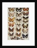Twenty-two butterflies in three columns, all belonging to the family Nymphalidae by Marian Ellis Rowan