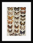 Twenty-two butterflies in three columns, all belonging to the family Nymphalidae by Marian Ellis Rowan