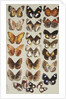 Twenty-two butterflies in three columns, all belonging to the family Nymphalidae by Marian Ellis Rowan