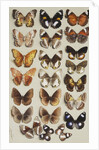 Twenty-two butterflies in three columns, all belonging to the family Nymphalidae by Marian Ellis Rowan