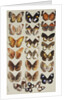 Twenty-two butterflies in three columns, all belonging to the family Nymphalidae by Marian Ellis Rowan