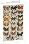 Twenty-two butterflies in three columns, all belonging to the family Nymphalidae by Marian Ellis Rowan