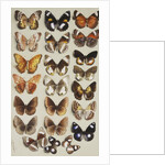 Twenty-two butterflies in three columns, all belonging to the family Nymphalidae by Marian Ellis Rowan