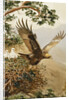 Golden Eagle with Young, Aviemore by John Cyril Harrison