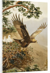 Golden Eagle with Young, Aviemore by John Cyril Harrison