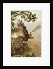 Golden Eagle with Young, Aviemore by John Cyril Harrison