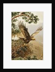 Golden Eagle with Young, Aviemore by John Cyril Harrison