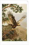 Golden Eagle with Young, Aviemore by John Cyril Harrison