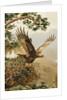 Golden Eagle with Young, Aviemore by John Cyril Harrison