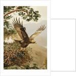 Golden Eagle with Young, Aviemore by John Cyril Harrison