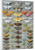 Sixty-three Moths, arranged in three or five irregular columns by Marian Ellis Rowan