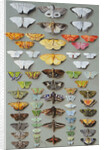 Sixty-three Moths, arranged in three or five irregular columns by Marian Ellis Rowan
