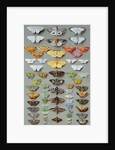 Sixty-three Moths, arranged in three or five irregular columns by Marian Ellis Rowan