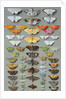 Sixty-three Moths, arranged in three or five irregular columns by Marian Ellis Rowan