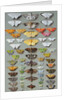 Sixty-three Moths, arranged in three or five irregular columns by Marian Ellis Rowan