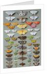 Sixty-three Moths, arranged in three or five irregular columns by Marian Ellis Rowan