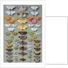 Sixty-three Moths, arranged in three or five irregular columns by Marian Ellis Rowan