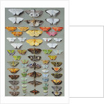 Sixty-three Moths, arranged in three or five irregular columns by Marian Ellis Rowan