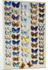 A packed plate of sixty-two butterflies, in five columns, mostly representing some of the larger members of the Lycaendidae by Marian Ellis Rowan