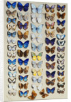 A packed plate of sixty-two butterflies, in five columns, mostly representing some of the larger members of the Lycaendidae by Marian Ellis Rowan