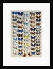 A packed plate of sixty-two butterflies, in five columns, mostly representing some of the larger members of the Lycaendidae by Marian Ellis Rowan