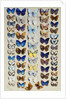 A packed plate of sixty-two butterflies, in five columns, mostly representing some of the larger members of the Lycaendidae by Marian Ellis Rowan