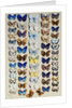 A packed plate of sixty-two butterflies, in five columns, mostly representing some of the larger members of the Lycaendidae by Marian Ellis Rowan