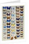 A packed plate of sixty-two butterflies, in five columns, mostly representing some of the larger members of the Lycaendidae by Marian Ellis Rowan