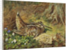 A Woodcock and Chicks by Archibald Thorburn