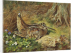 A Woodcock and Chicks by Archibald Thorburn
