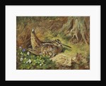 A Woodcock and Chicks by Archibald Thorburn
