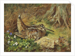 A Woodcock and Chicks by Archibald Thorburn