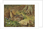 A Woodcock and Chicks by Archibald Thorburn