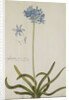 Agapanthus by Georg Dionysius Ehret