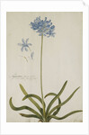 Agapanthus by Georg Dionysius Ehret