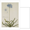 Agapanthus by Georg Dionysius Ehret