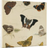 Studies of Butterflies and Insects by Sydenham Teast Edwards