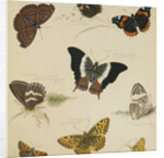Studies of Butterflies and Insects by Sydenham Teast Edwards